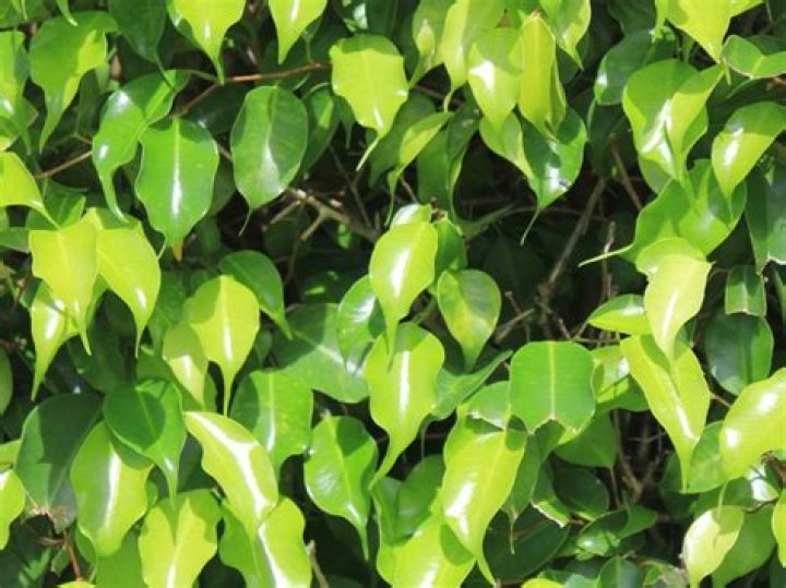 Are ficus plants toxic to cats?