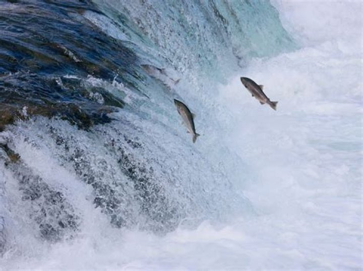 Are fish exothermic? | ContextResponse.com