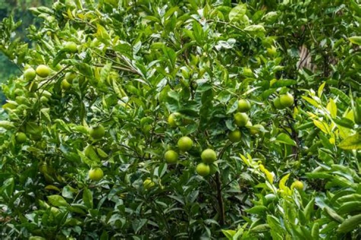 Are limes natural?