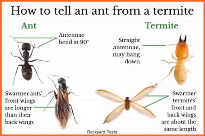 Are termites stronger than ants