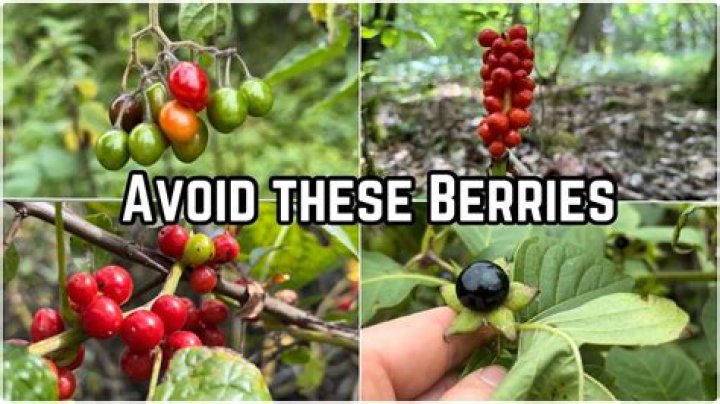 Are there poisonous berries that look like strawberries?