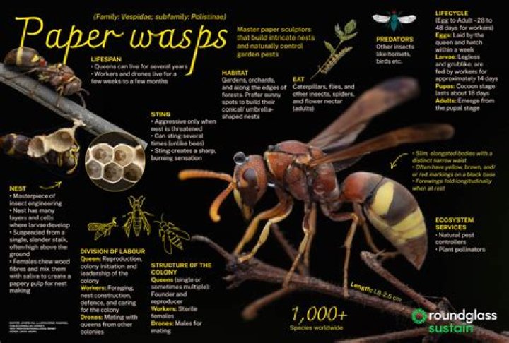 Are wood wasps dangerous? | ContextResponse.com