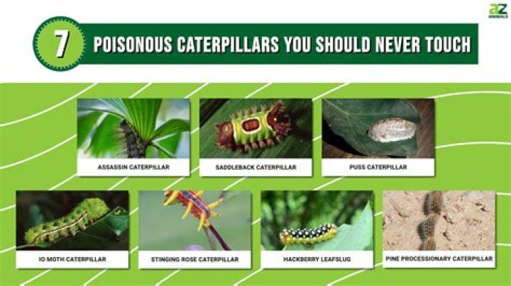 Are yellow caterpillars poisonous to dogs
