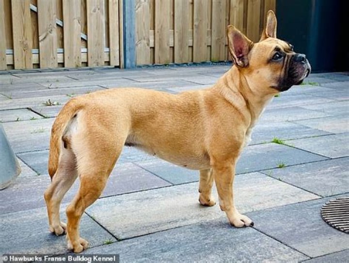 At what age is a French bulldog no longer a puppy?