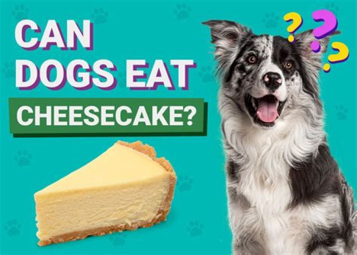 Can a cat eat cheesecake?