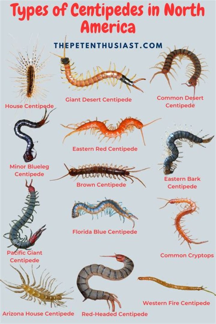 Can a centipede kill you?