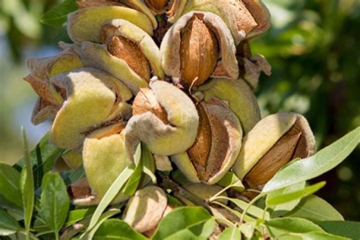 Can almonds grow in tropics?