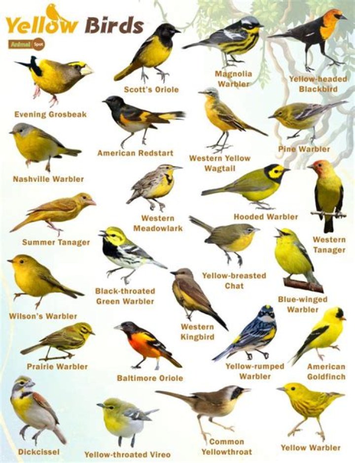 Can birds see yellow?