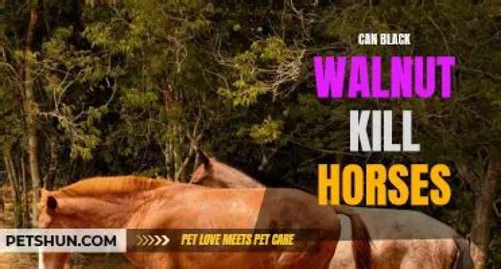 Can black walnut kill horses?
