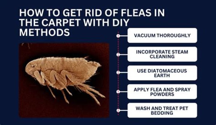 Can Carpet Fresh Kill Fleas?