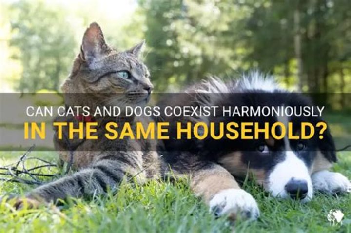Can cats and dogs coexist?