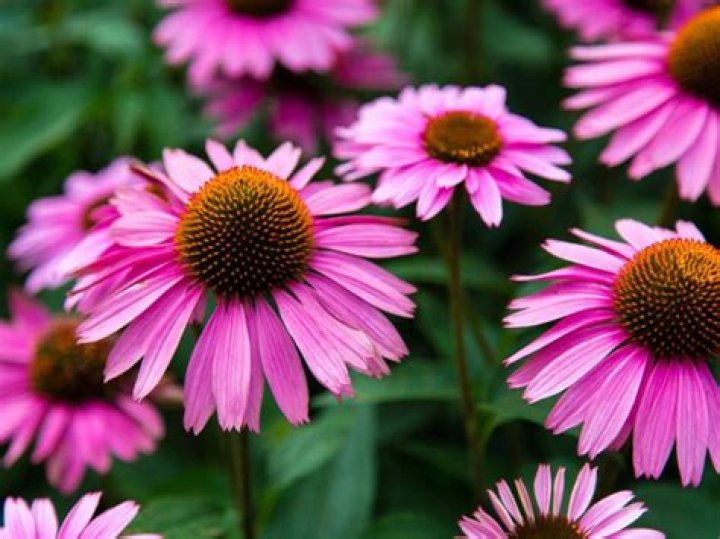 Can I transplant coneflowers in the fall?