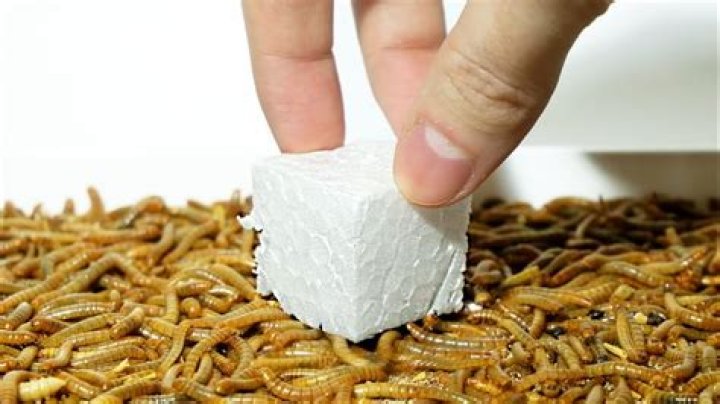 Can mealworms eat plastic?