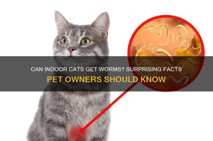 Can my indoor cat get worms?