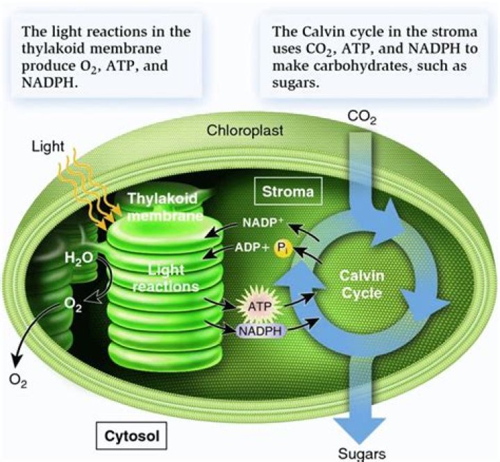 Can photosynthesis occur under artificial light