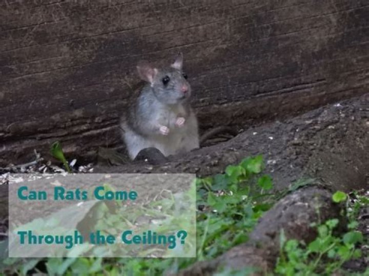 Can rats come through the ceiling?