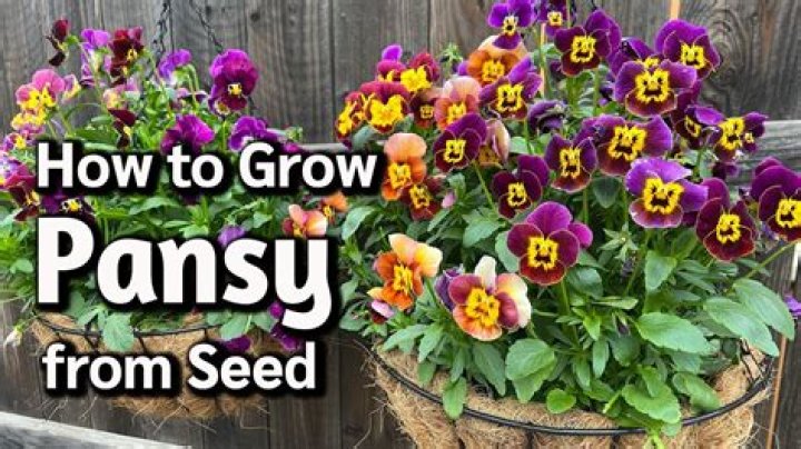 Can you cut back pansies when they get leggy?