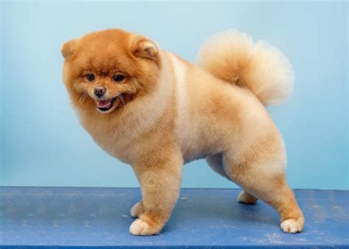 Can you cut Pomeranian hair short?