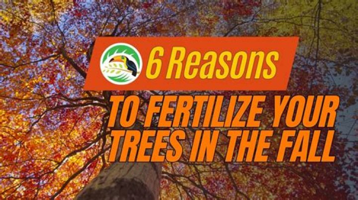 Can you fertilize trees in the spring?