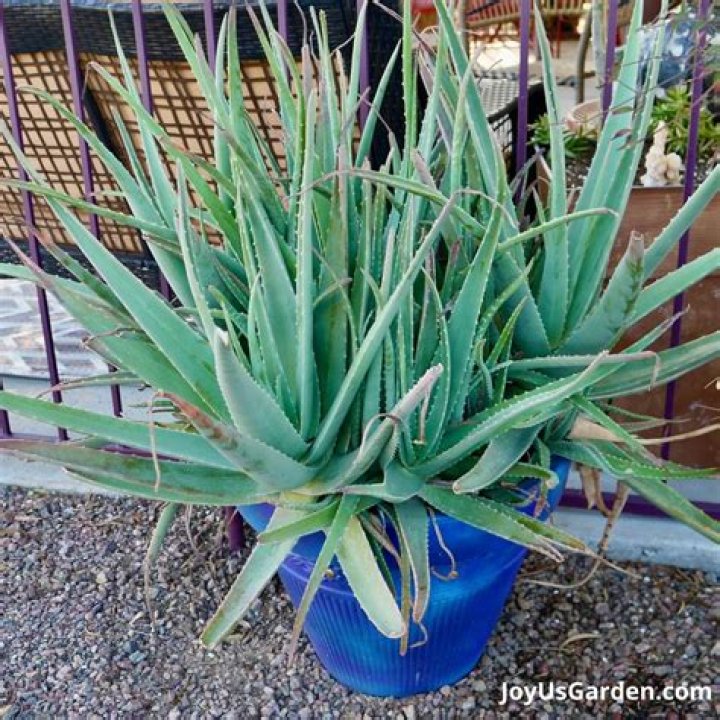 Can you grow aloe vera in the UK