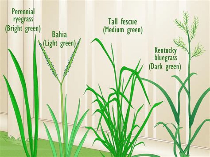 Can you grow fescue over Bermuda?