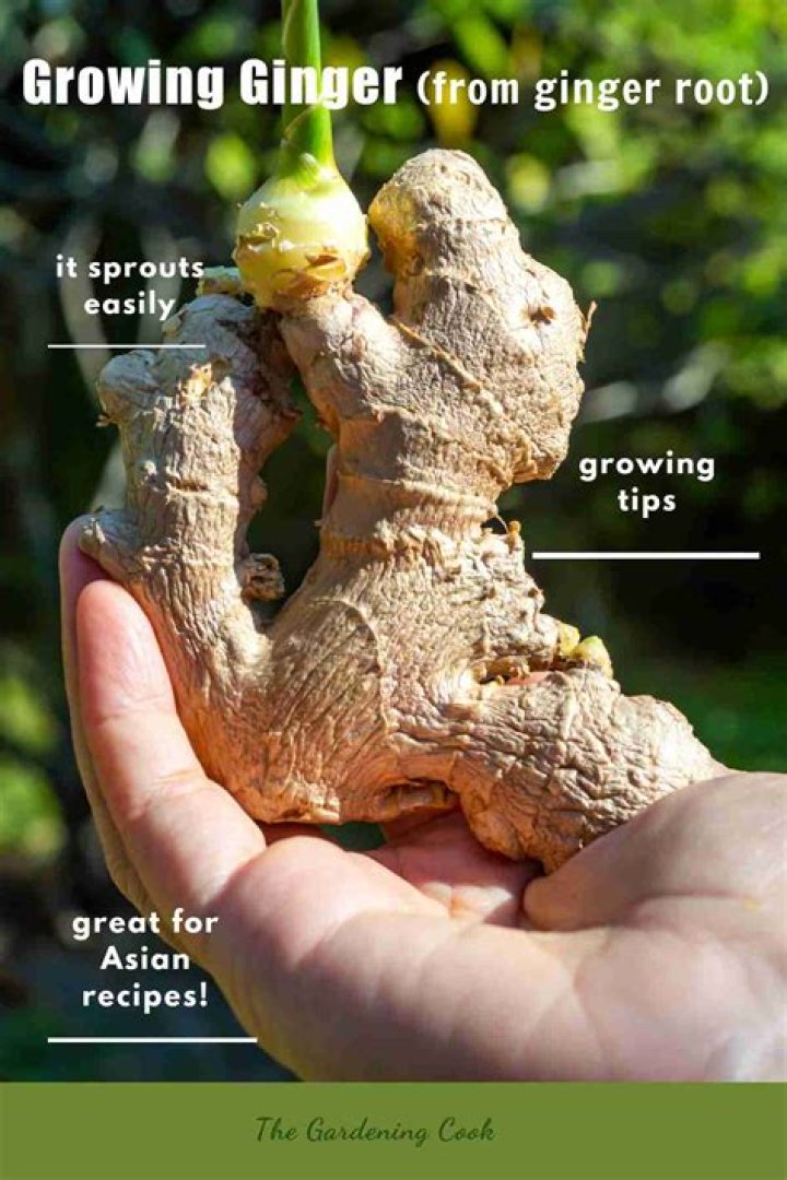 Can you grow ginger from root?