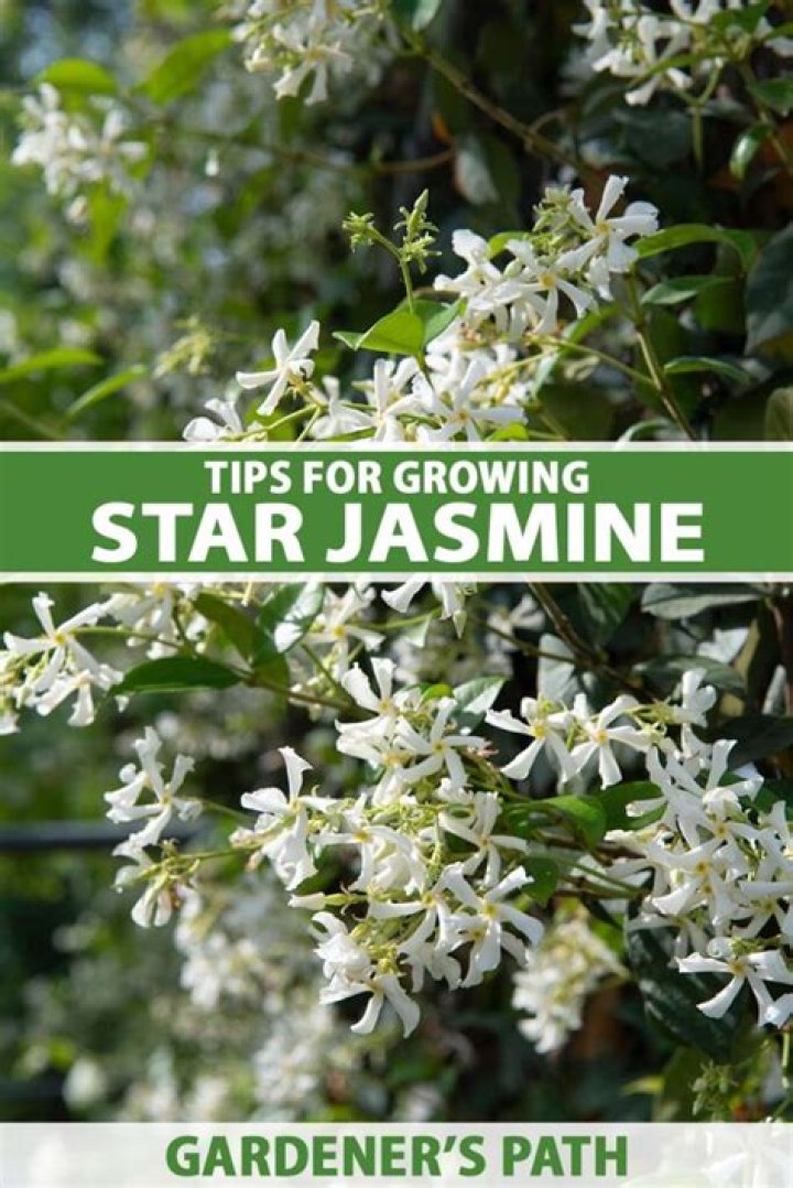 Can you grow star jasmine from a cutting?