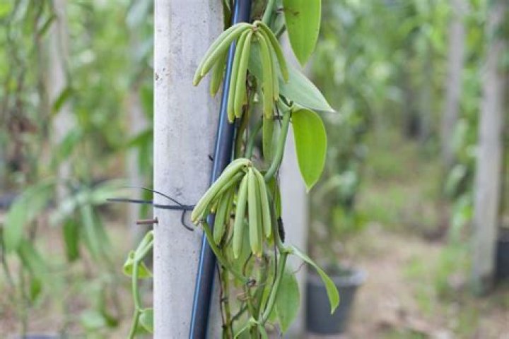 Can you grow vanilla beans in Australia?