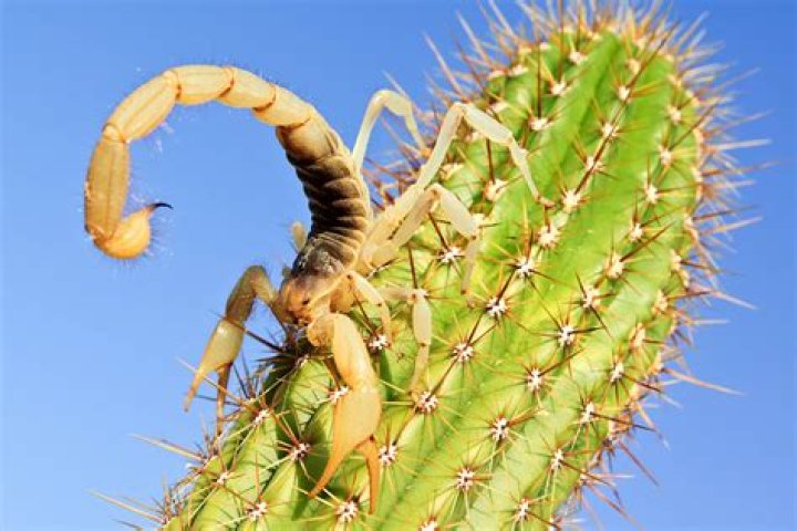 Can you handle a scorpion?
