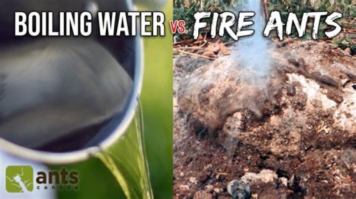 Can you kill fire ants with boiling water?