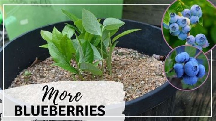 Can you root blueberry cuttings in water?