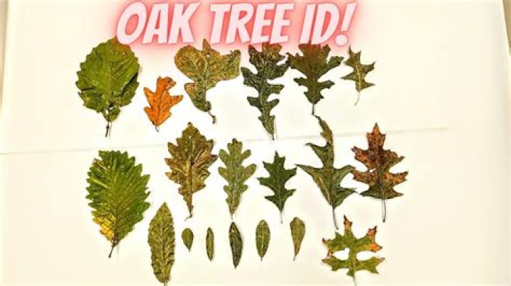 Do all oak trees have oak mites?