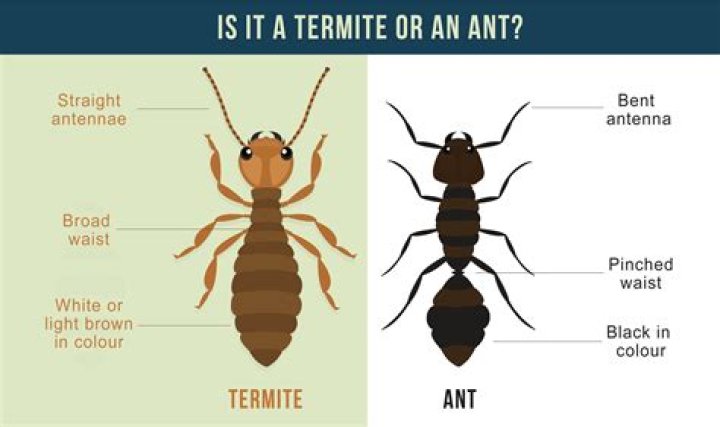 Do ants attack termites?