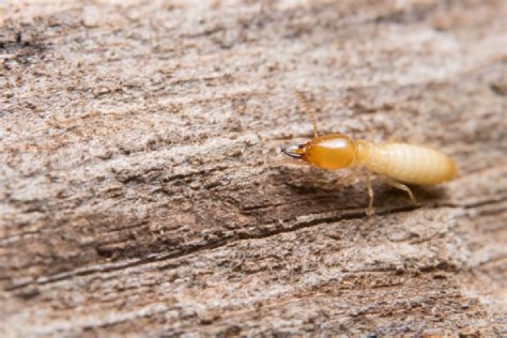 Do ants eat mildew? | ContextResponse.com
