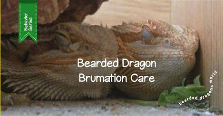 Do bearded dragons like to burrow?