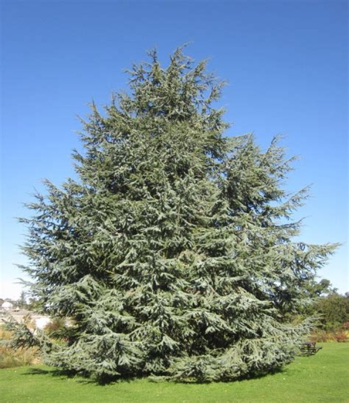 Do cedar trees grow in Alberta?