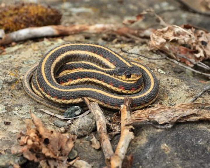 Do garter snakes eat fruit?