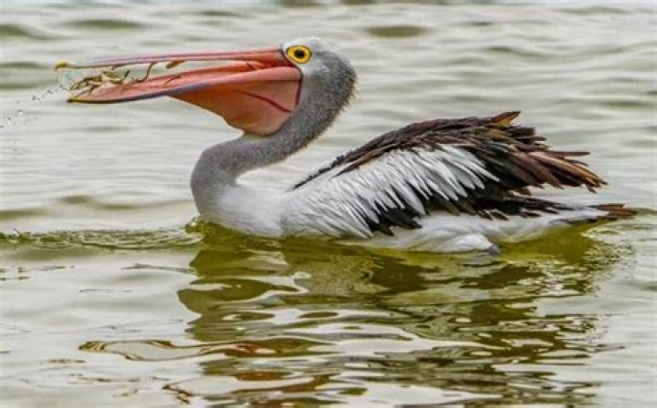 Do pelicans swallow their food whole?