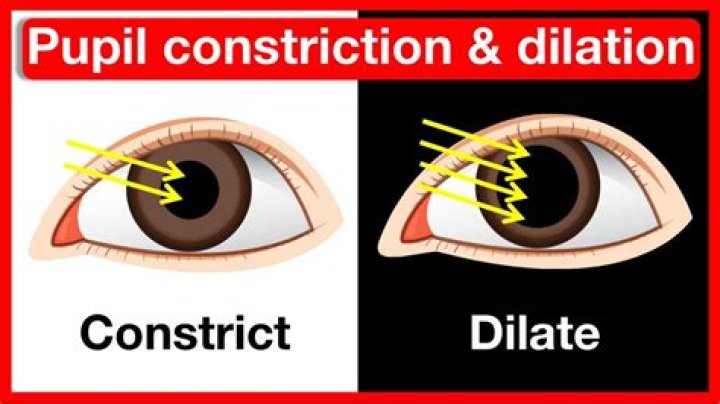 Do pupils constrict when threatened?
