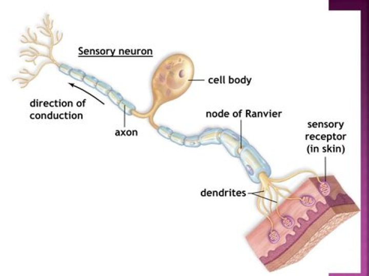 Do sensory neurons have nodes of Ranvier?
