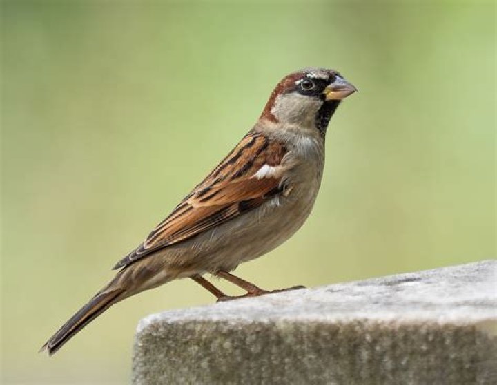 Do sparrows chirp? | ContextResponse.com