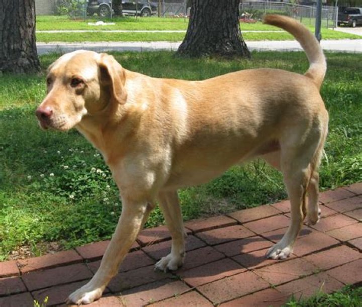 Do yellow labs get darker as they age?