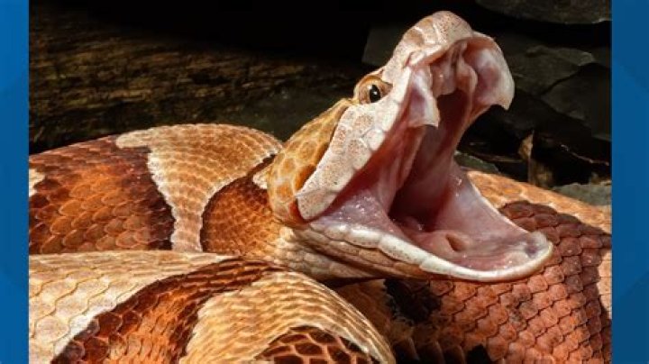 Do you need antivenom for copperhead bite?