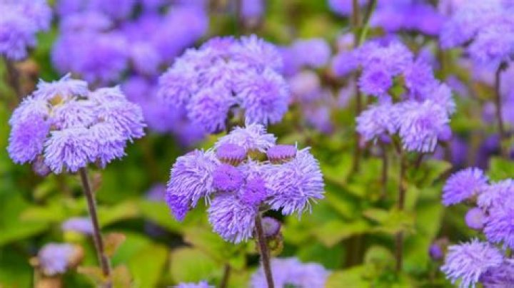 Does ageratum reseed? | ContextResponse.com
