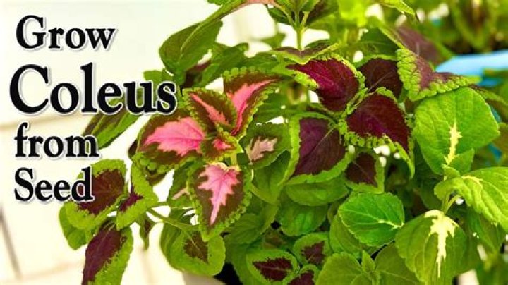 Does coleus grow back every year?