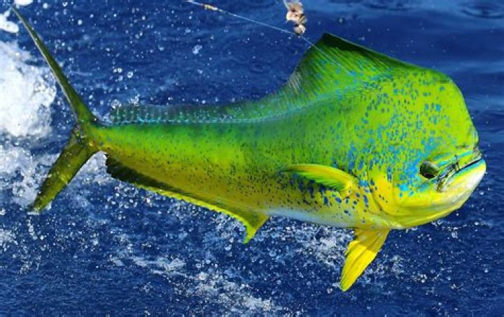 Does mahi mahi have bones?