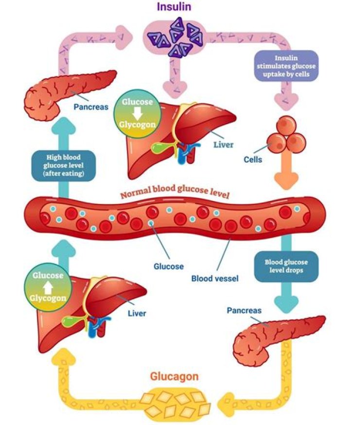 Does Mirena release hormones into bloodstream?