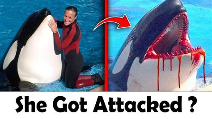 Has a human ever been eaten by a killer whale?