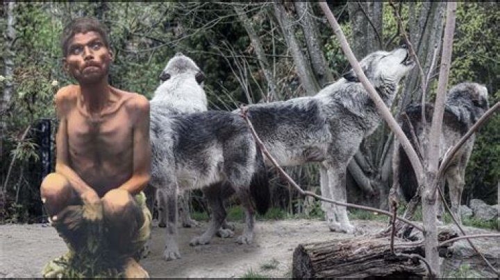 Has anyone been raised by wolves?