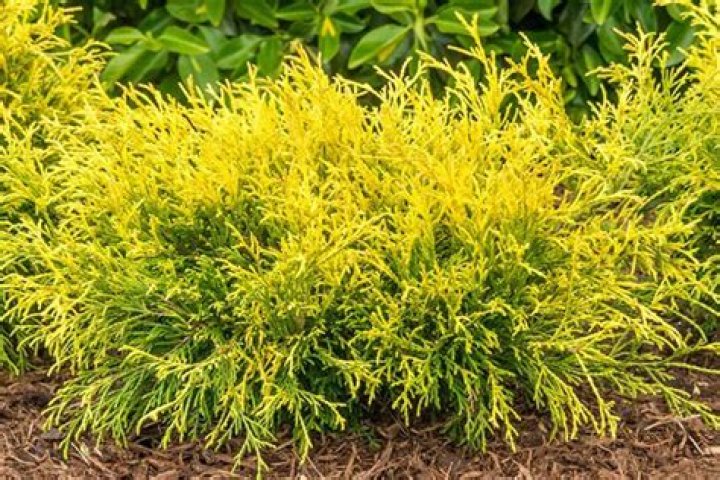 How big does gold thread cypress get?